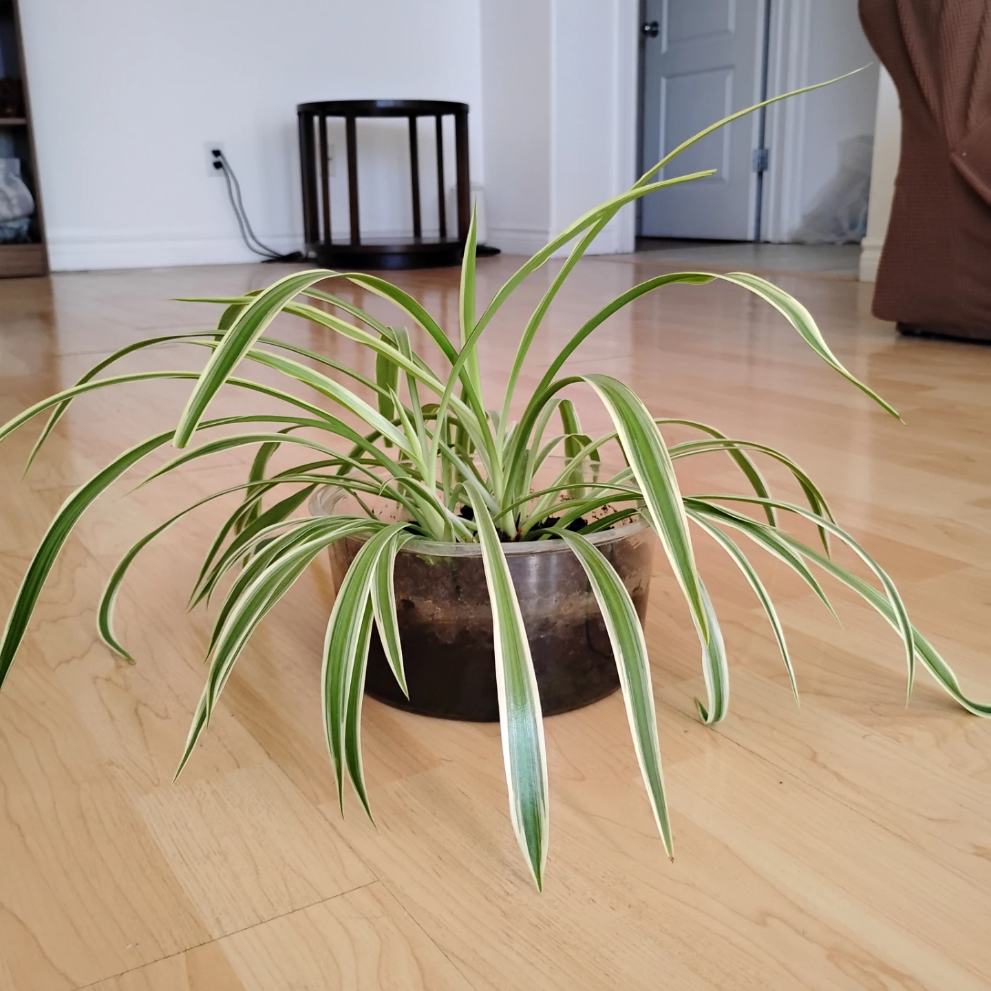 Spider Plant