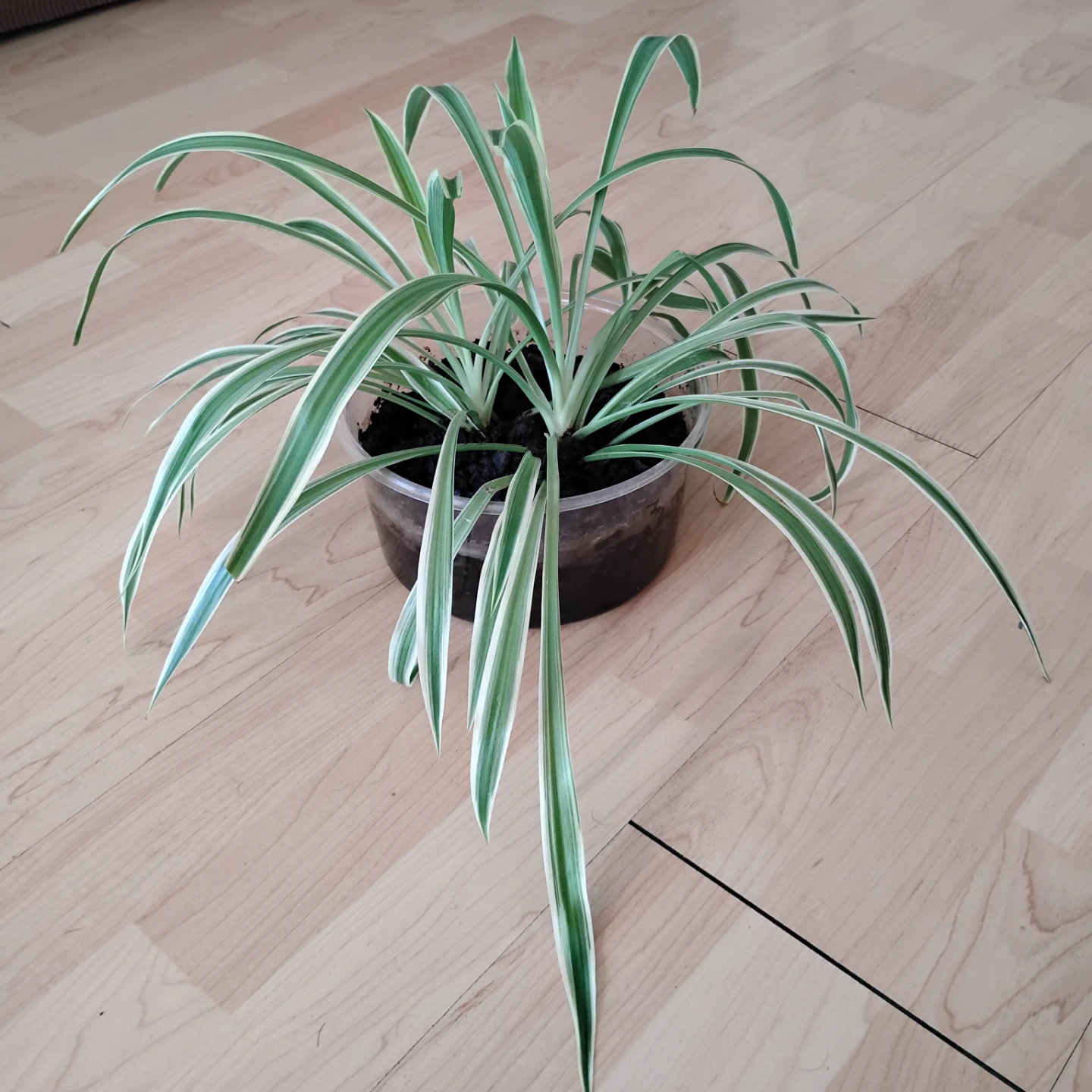 Spider Plant - photo 2