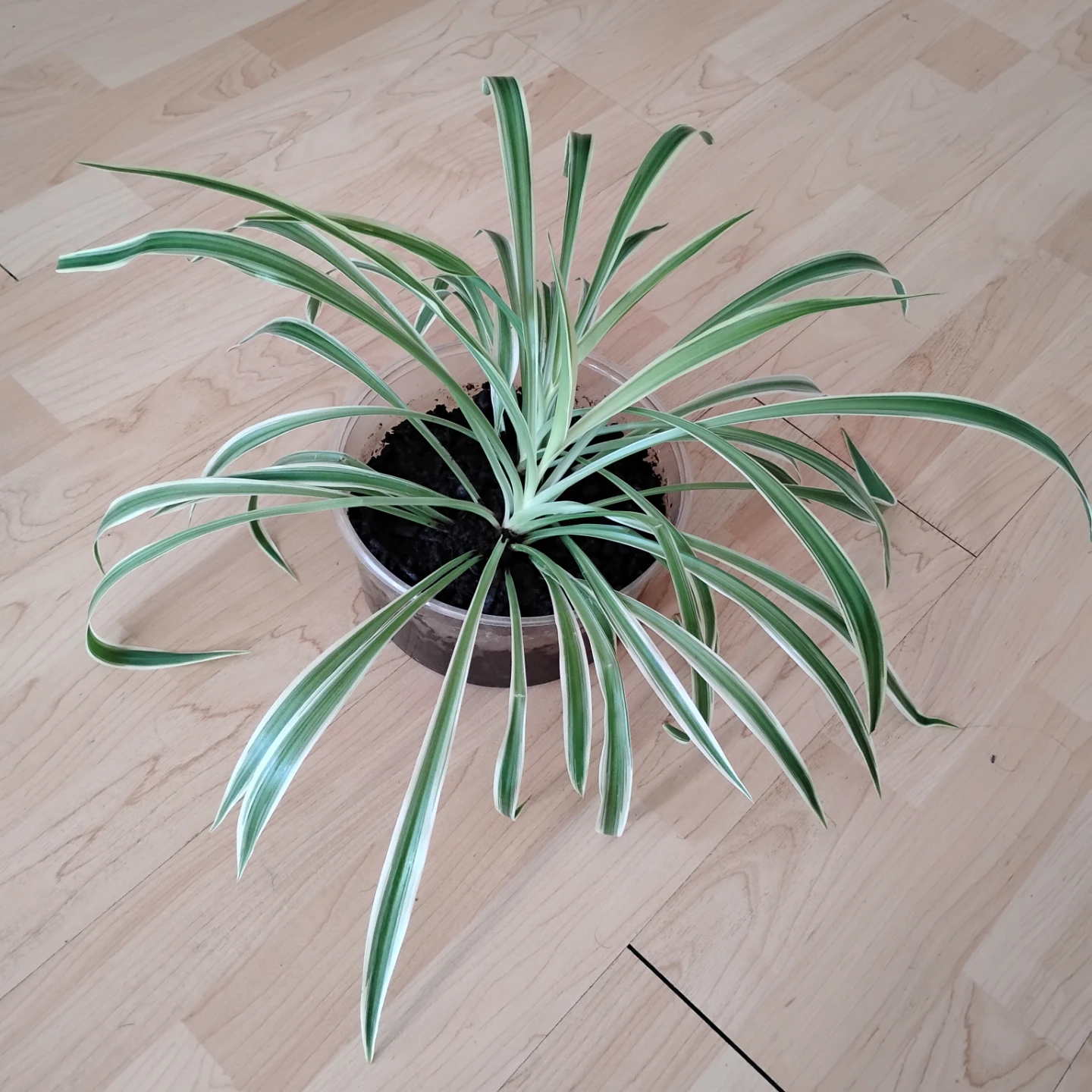 Spider Plant - photo 3
