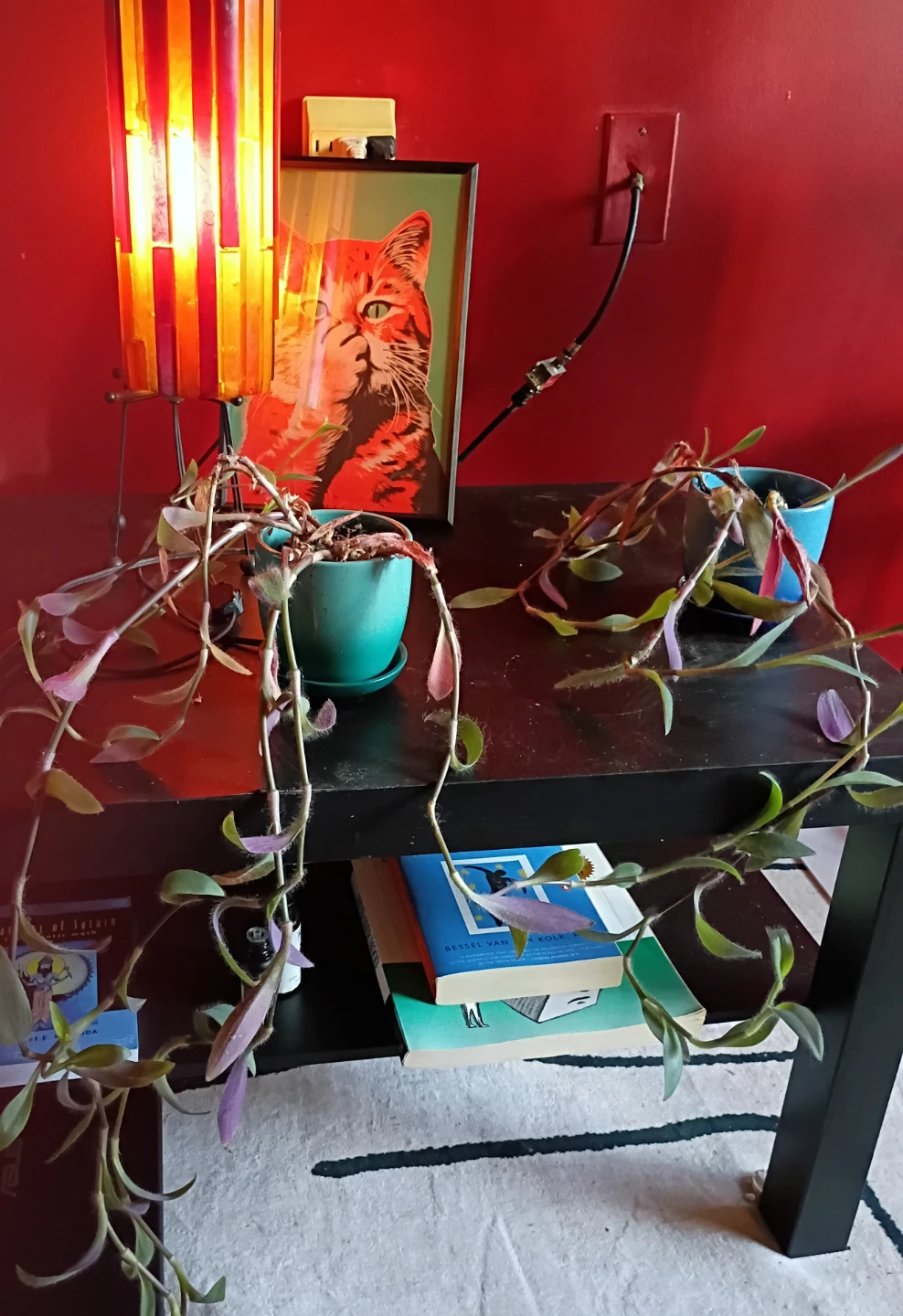 Two Trailing Tradescantia Plants