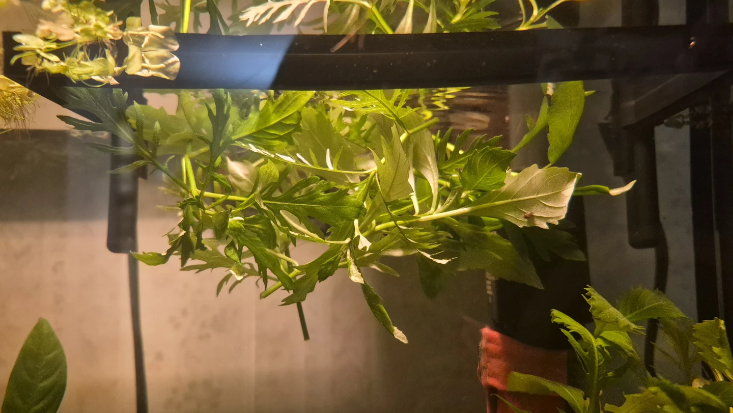 Water Wisteria cuttings