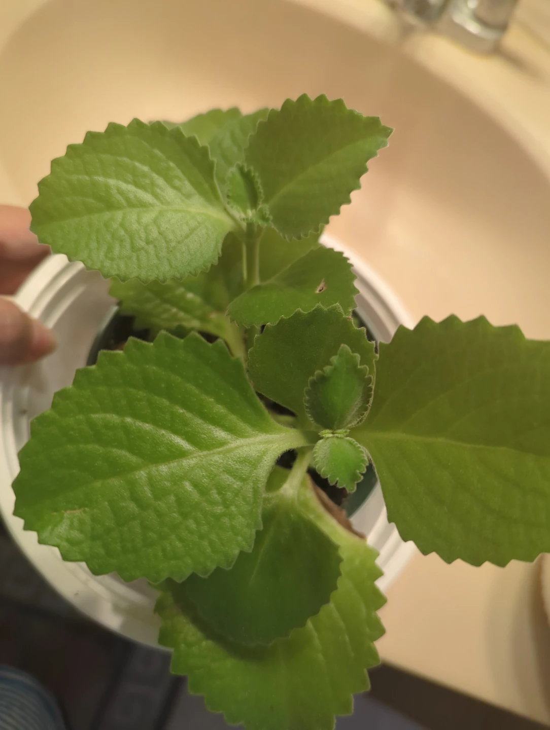 Cuban oregano plant  "ajwain plant" or ajwain patta Plant - photo 2
