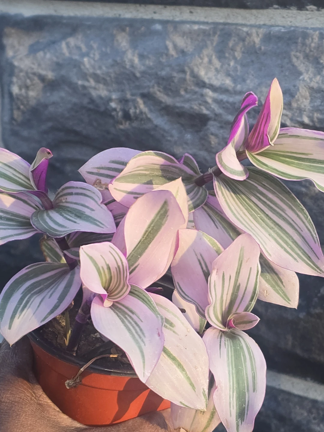 Tradescantia Nanouk Houseplant