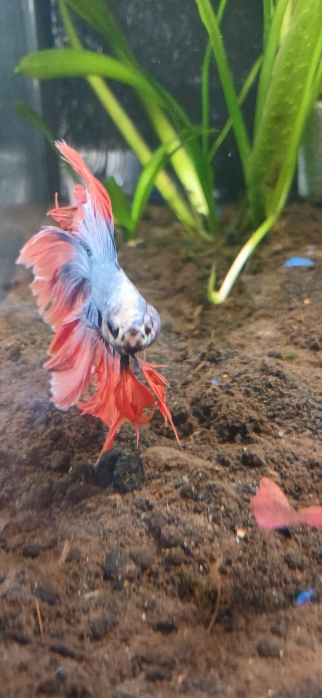 FISH & REPTILE SITTING [READ DESC]