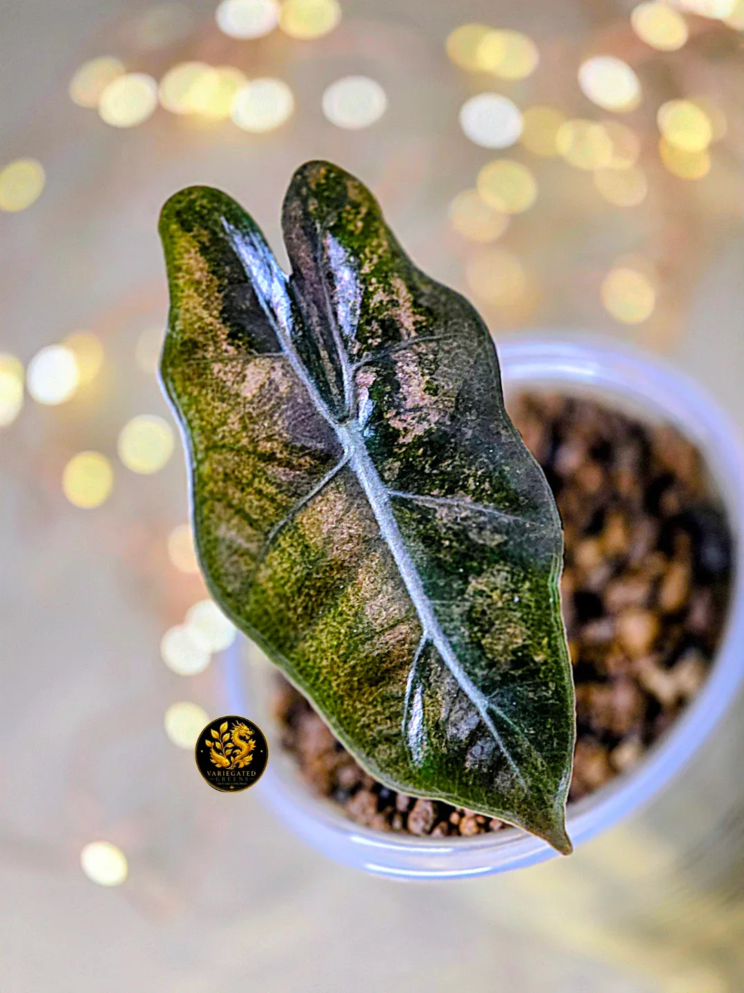 Alocasia Pseudosanderiana “Mauve Patina” - Variegated