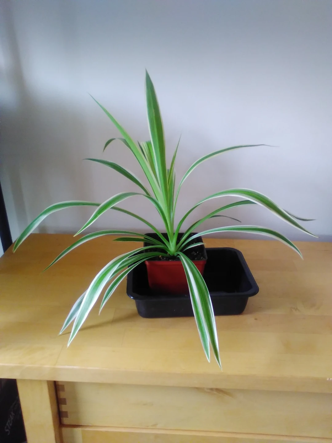 Spider plant