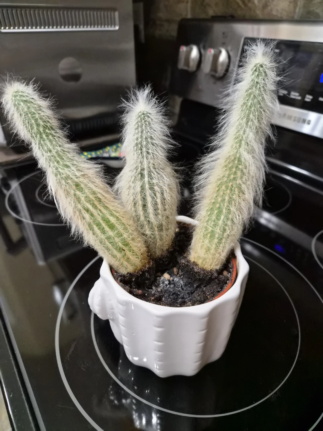 Free Cactus - photo 2