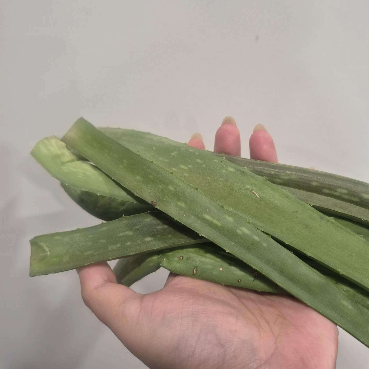 Fresh Aloe