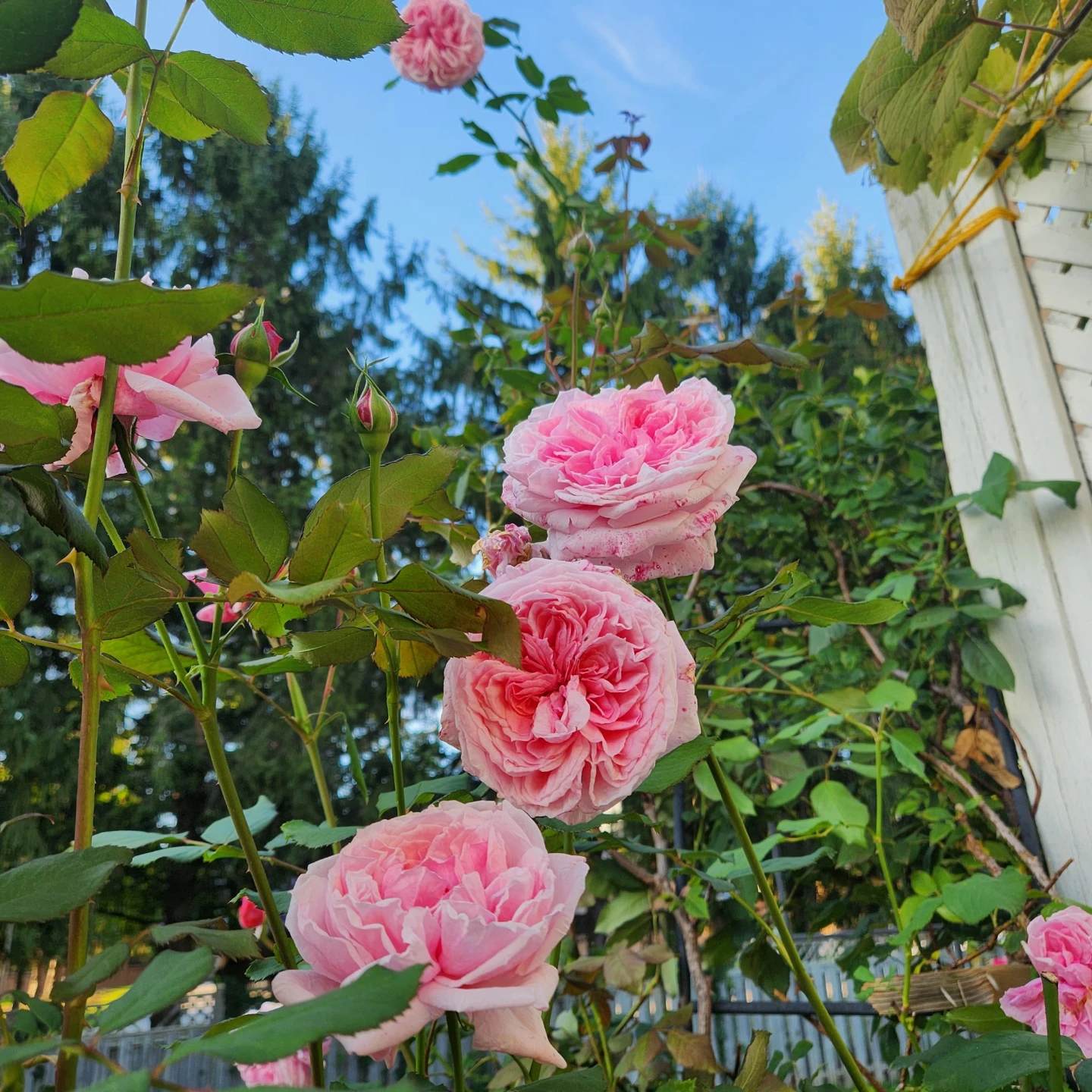 Kiss me Kate Pink Climbing Rose