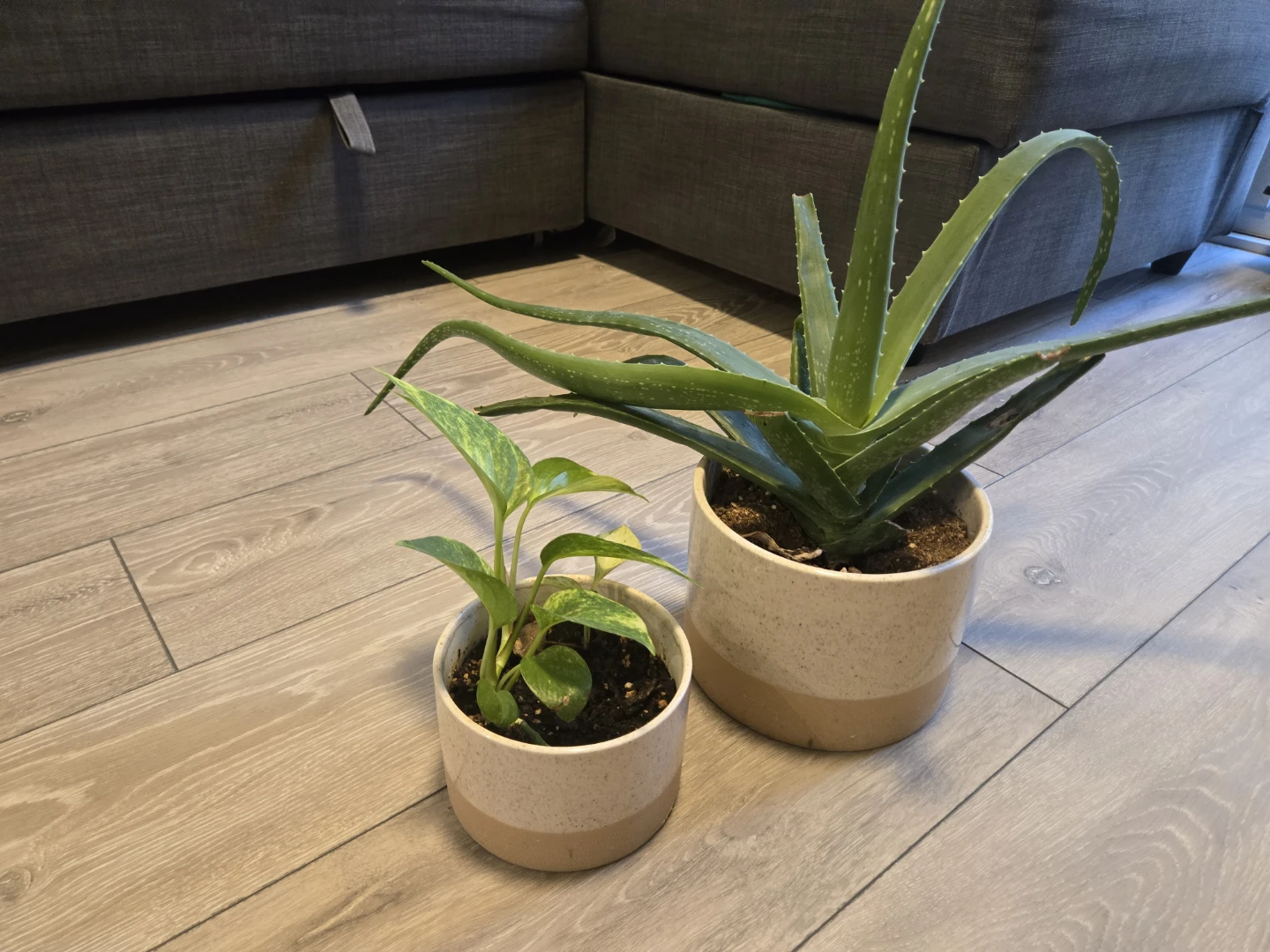Two Potted Houseplants