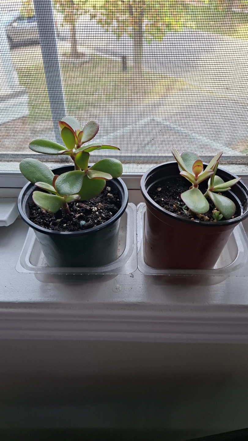 Two Jade Plants