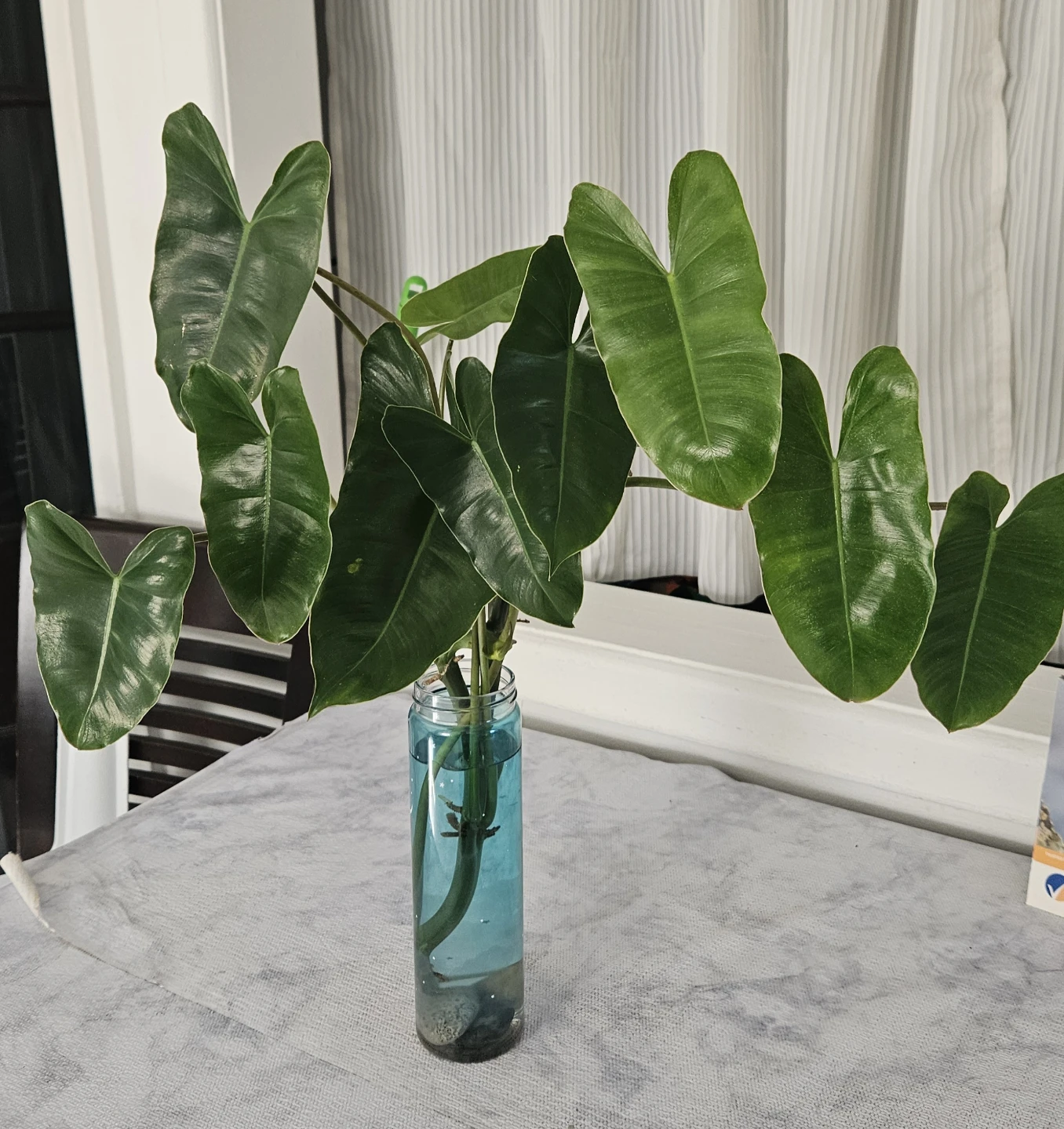 Philodendron Burle Marx Cutting