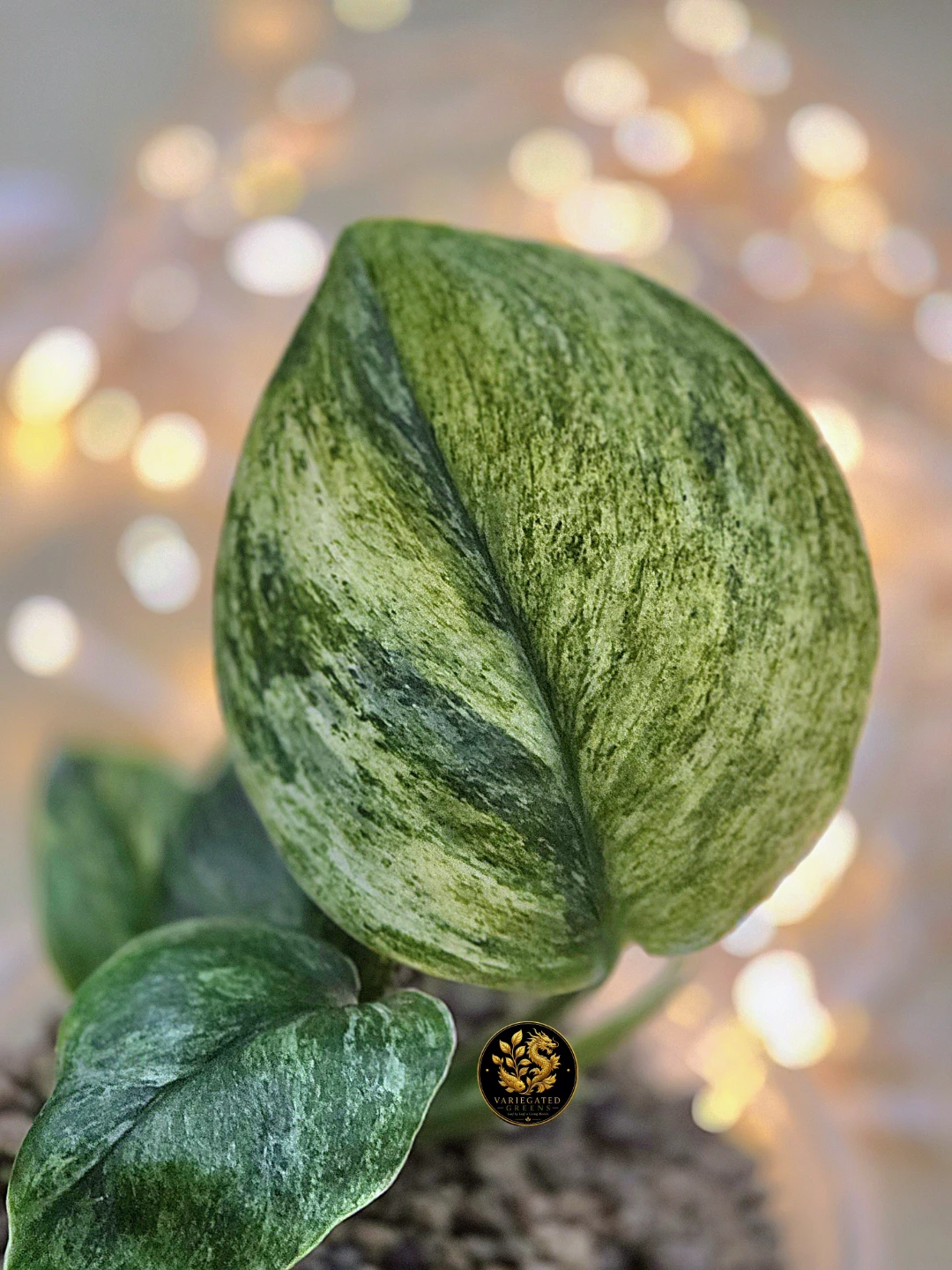 Scindapsus treubii Marble "Mossbound Verdure" - photo 2