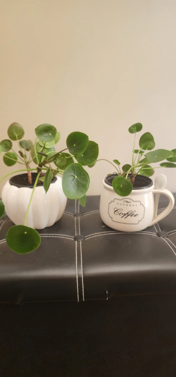assorted decorative pots