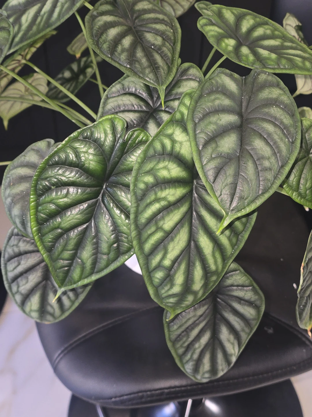 Alocasia dragon scale  multiple plant pot - photo 3