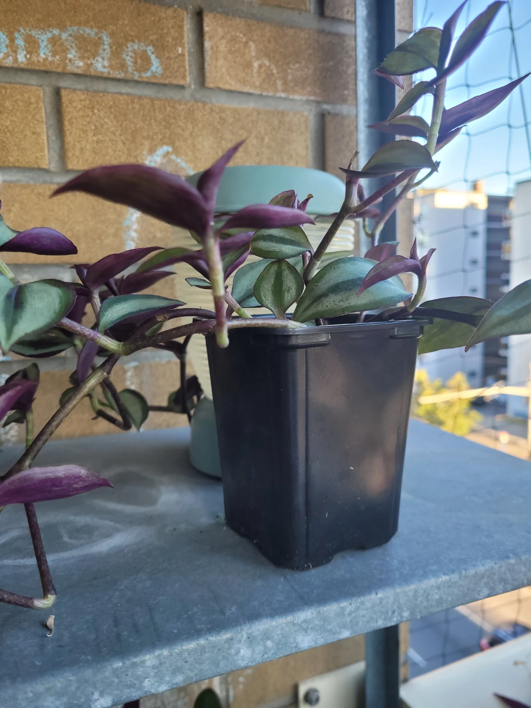 Tradescantia zebrina plant
