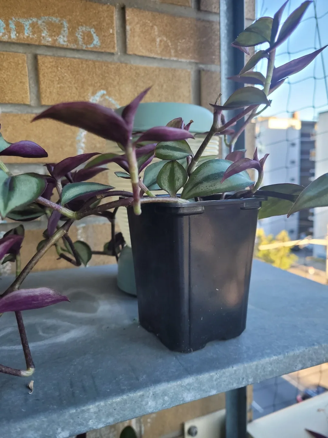 Tradescantia zebrina plant
