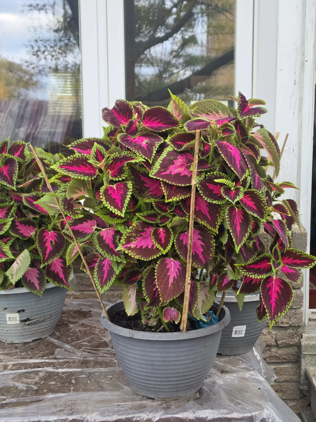 Coleus Plants - photo 4
