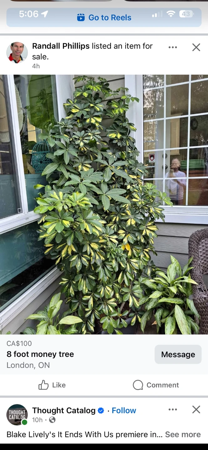8 foot money tree