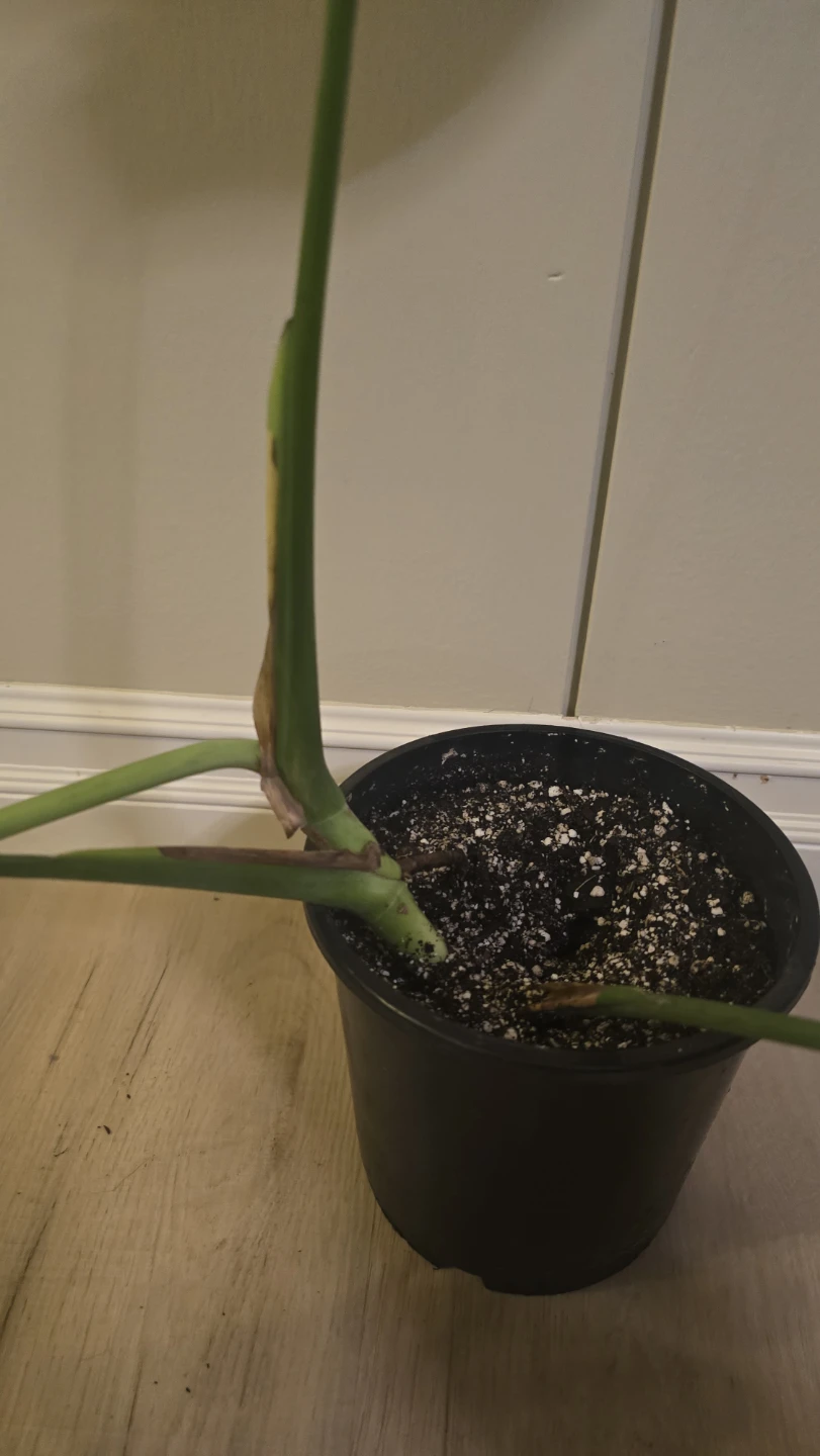 Medium Monstera Deliciosa - Well-Rooted! - photo 3
