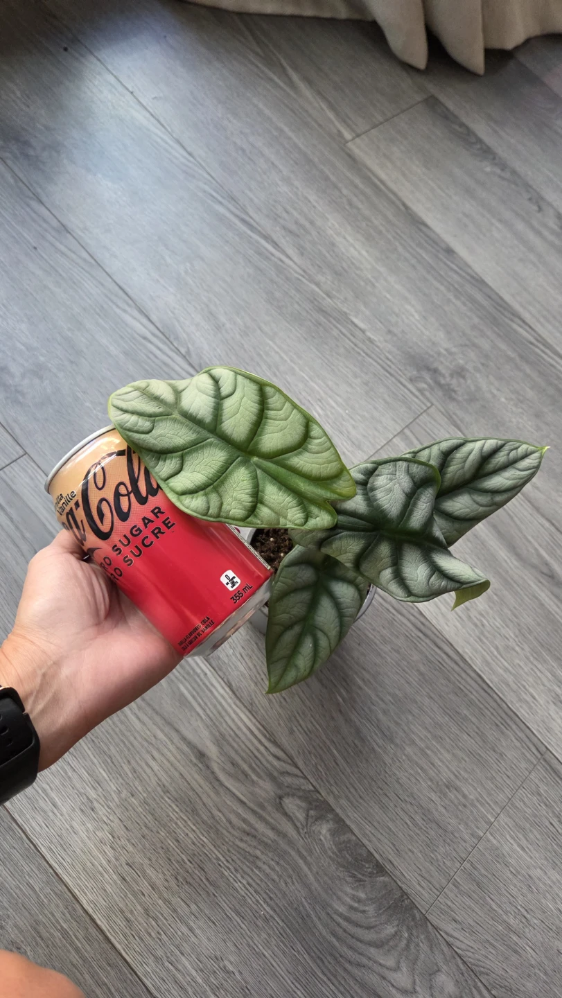 Alocasia Silver Dragon Houseplant - photo 4