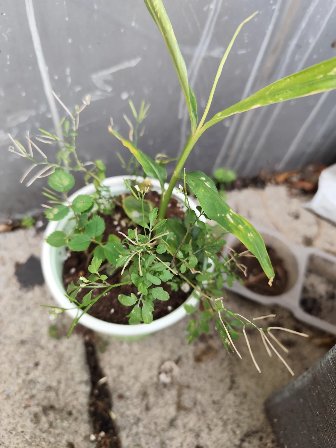 Potted Ginger Plant