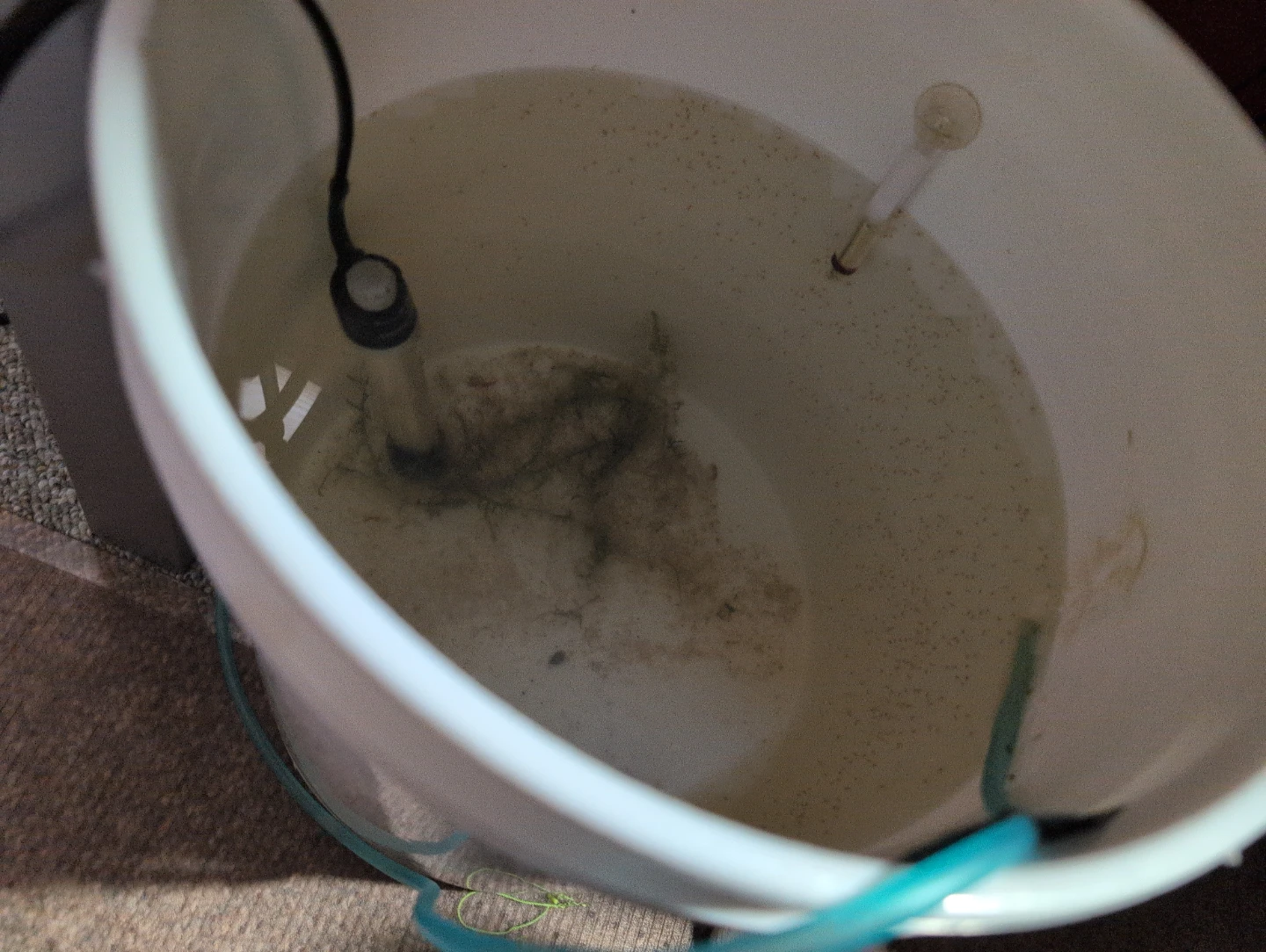 Live Daphnia - photo 2