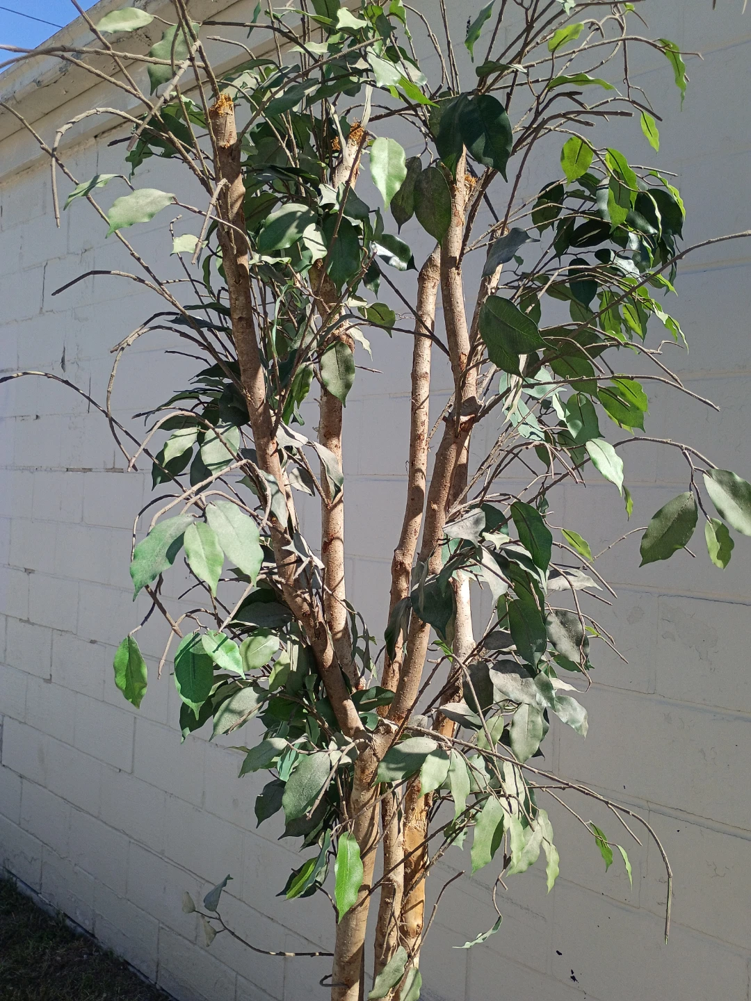 Artificial Ficus Tree in Wicker Basket - photo 3
