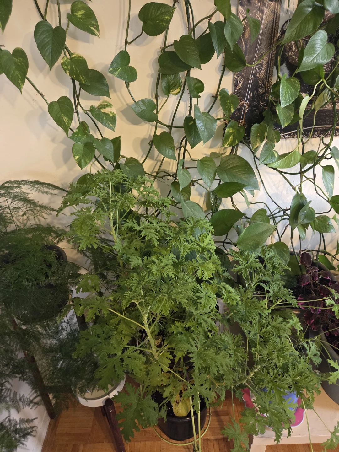 Indoor Potted Plants - Moving out sale - Need gone - photo 2