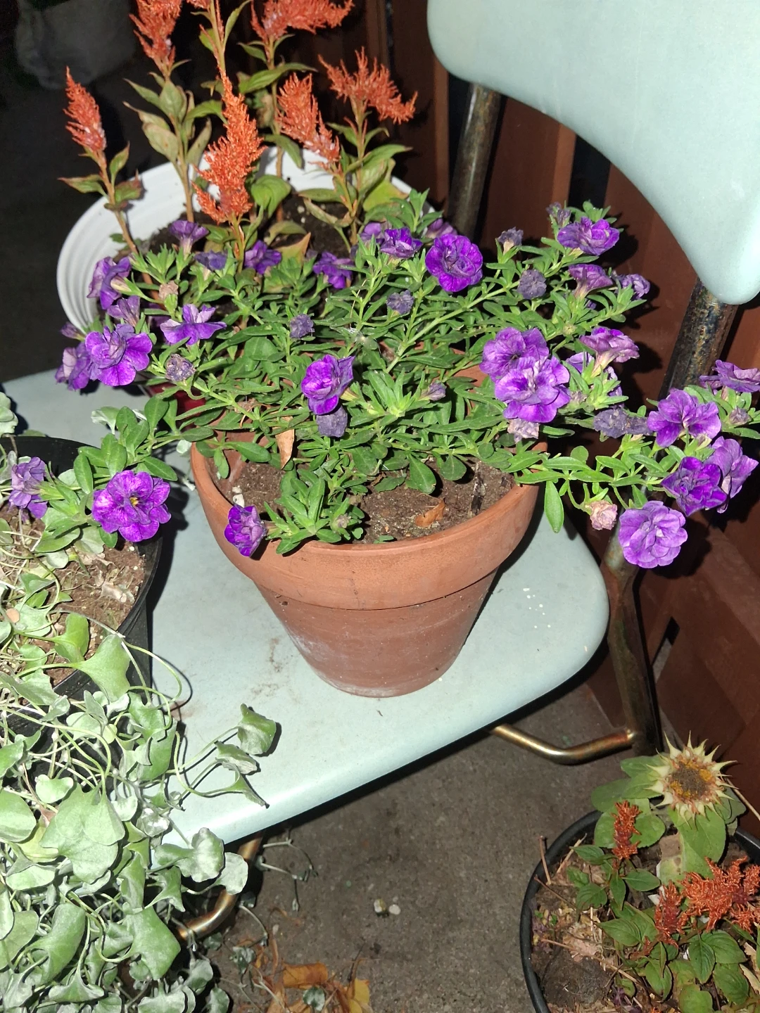 Purple Petunia plant in terra cotta pot
