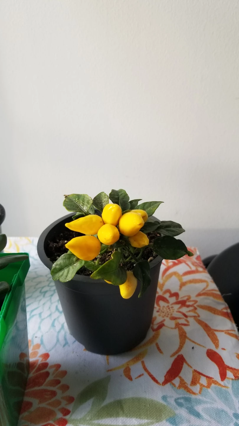 Set of Three Assorted Houseplants - photo 5