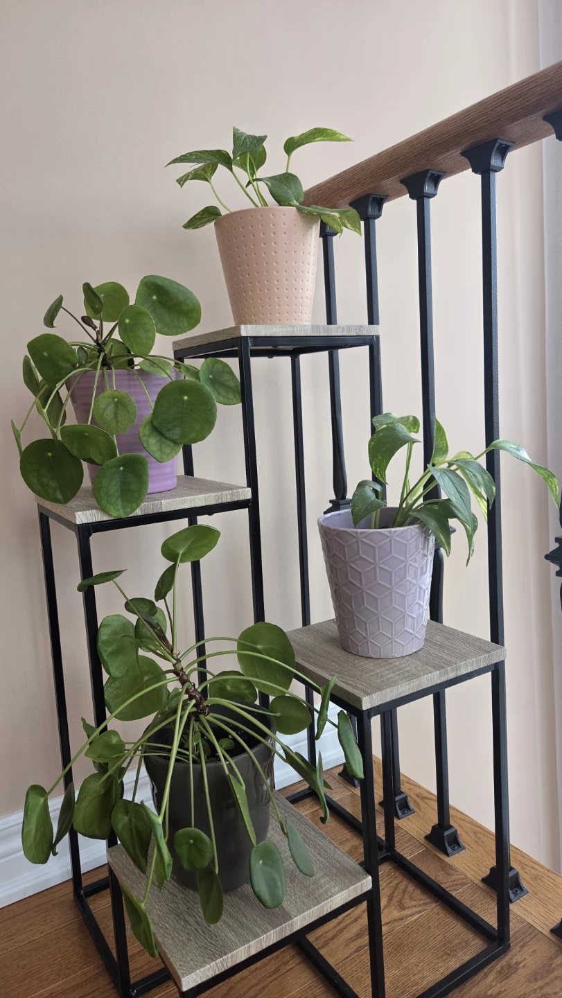 Assorted Indoor Houseplants - photo 2