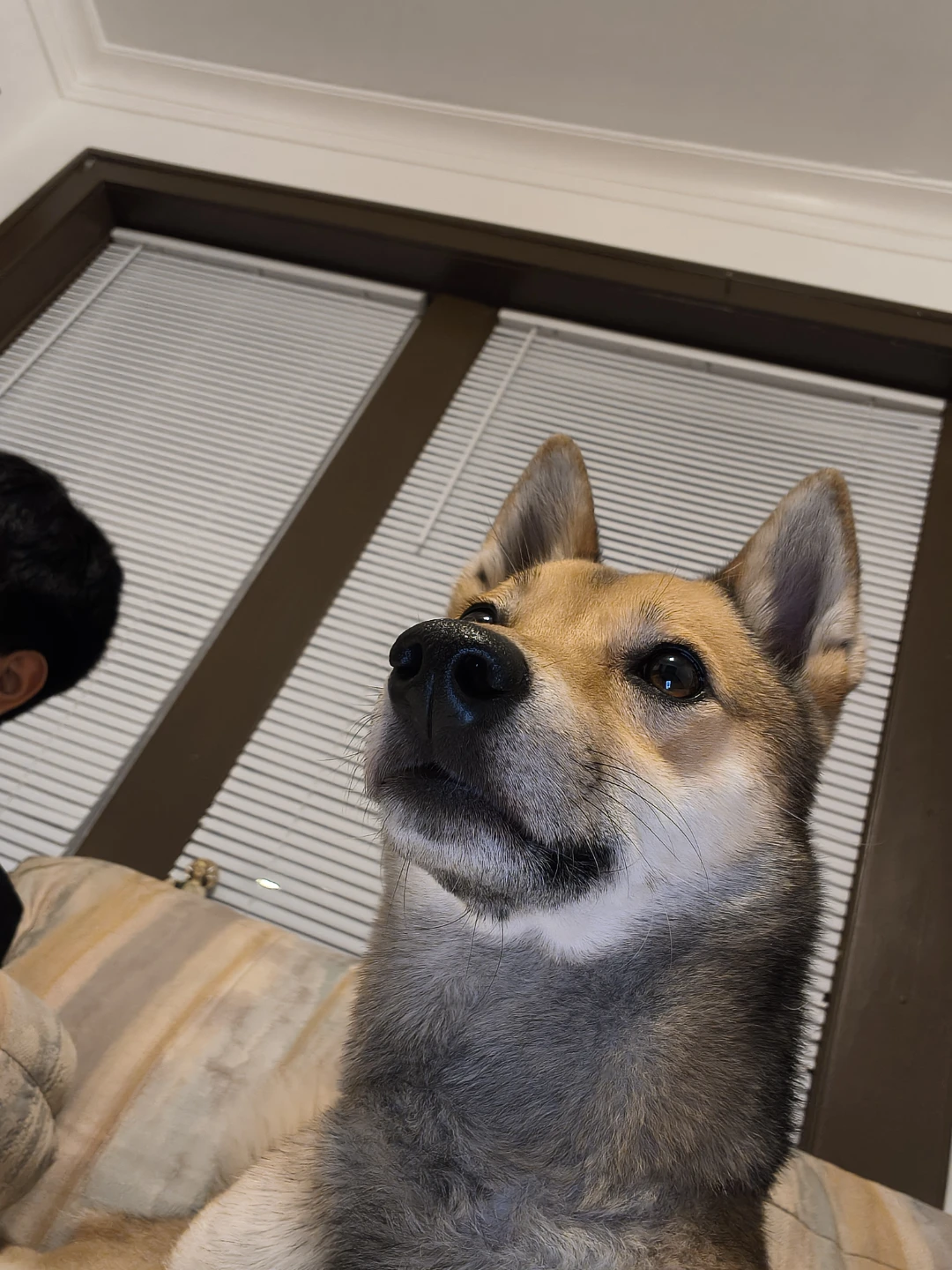 Tan Pet Bed - photo 3