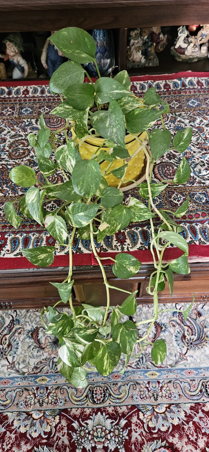 Variegated Pothos Plant in Yellow Pot