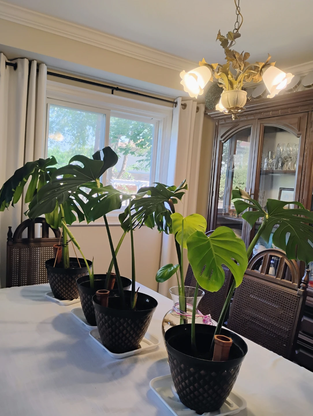 Monstera Deliciosa Houseplant - photo 5