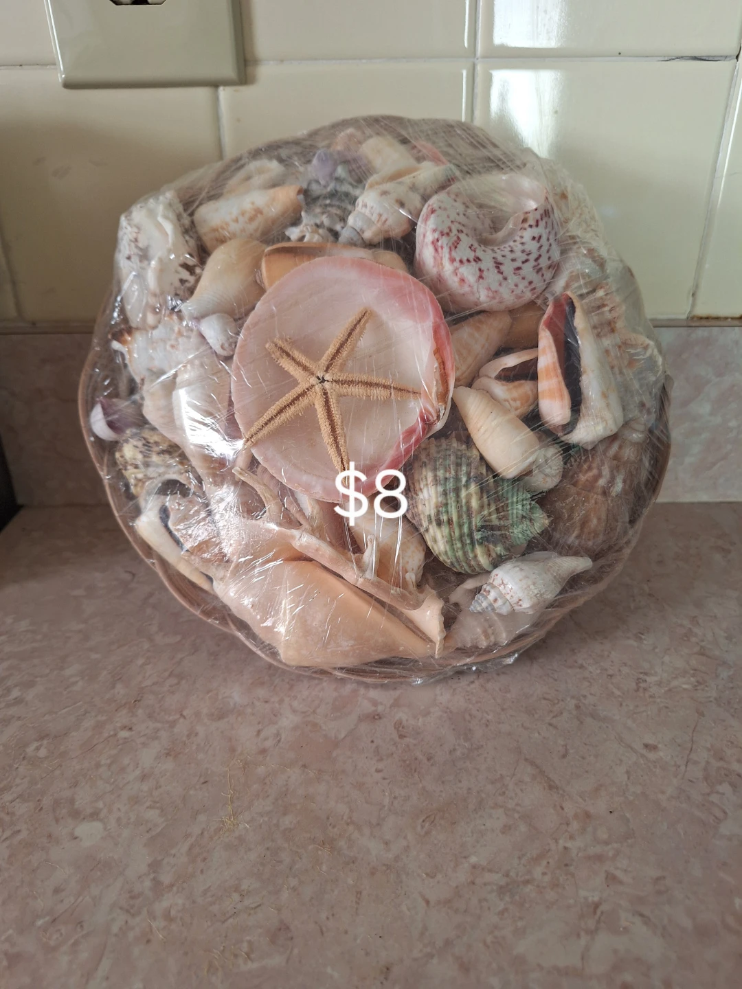 Assorted Seashells and Starfish Collection