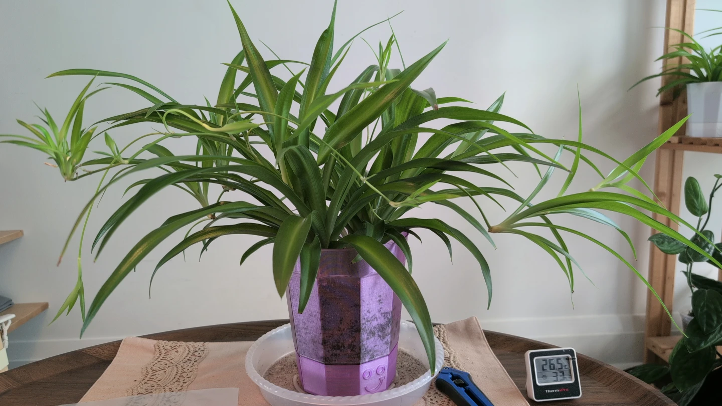Spider Plant Voluptuous
