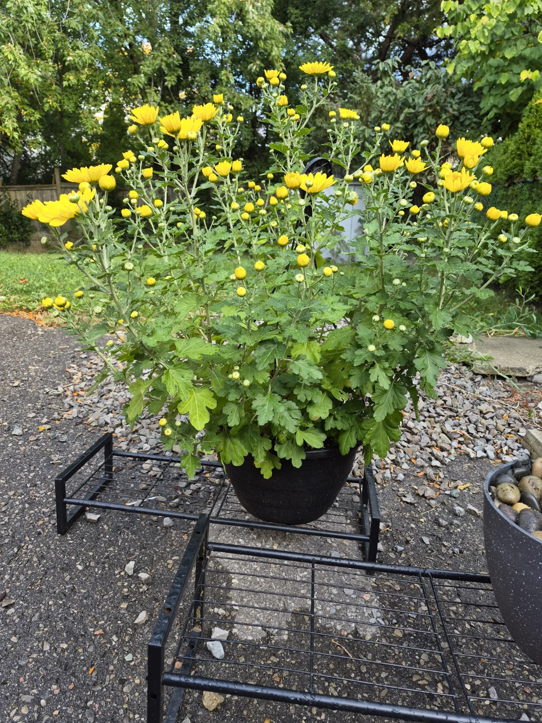 Yellow Chrysanthemum Plant - photo 3