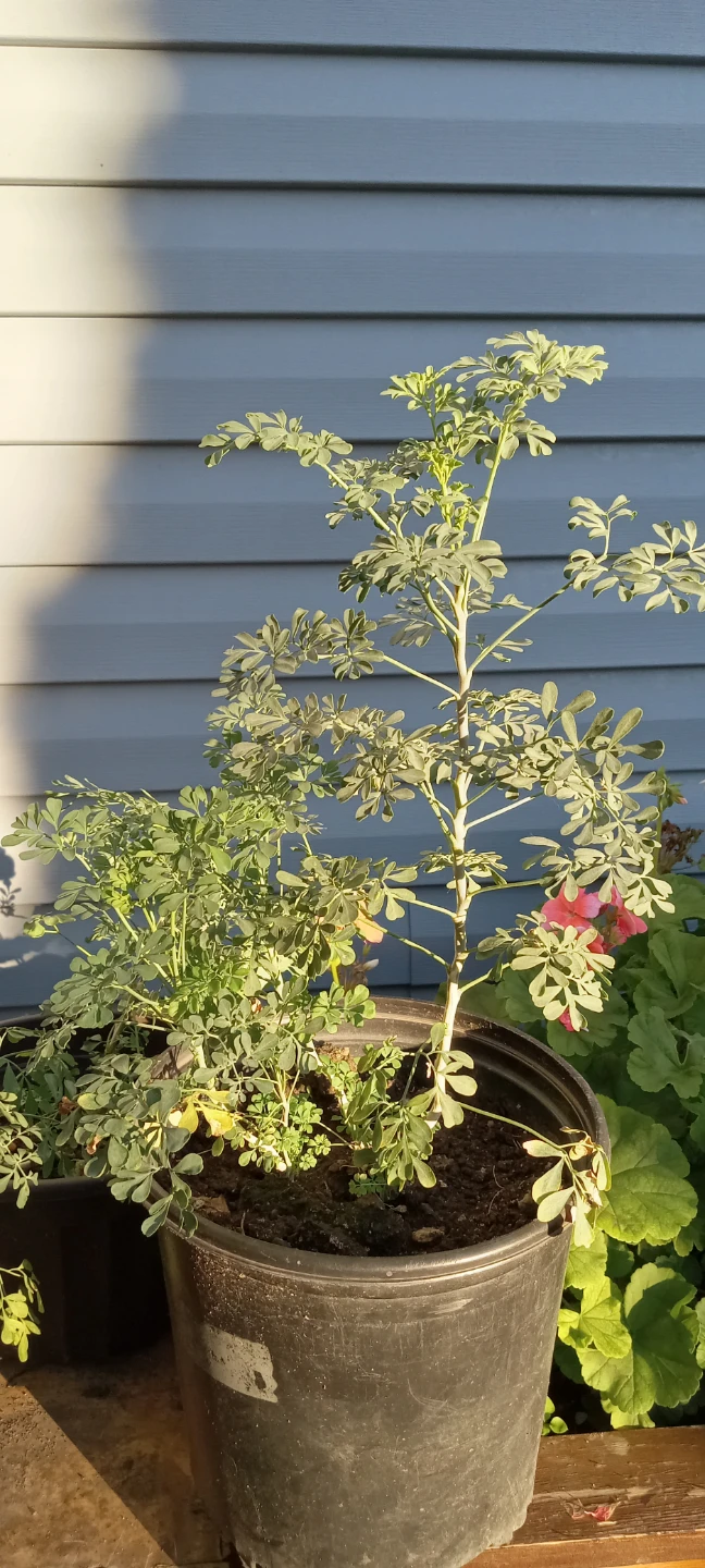Potted Rue Herb Plant/RUDA PLANTA