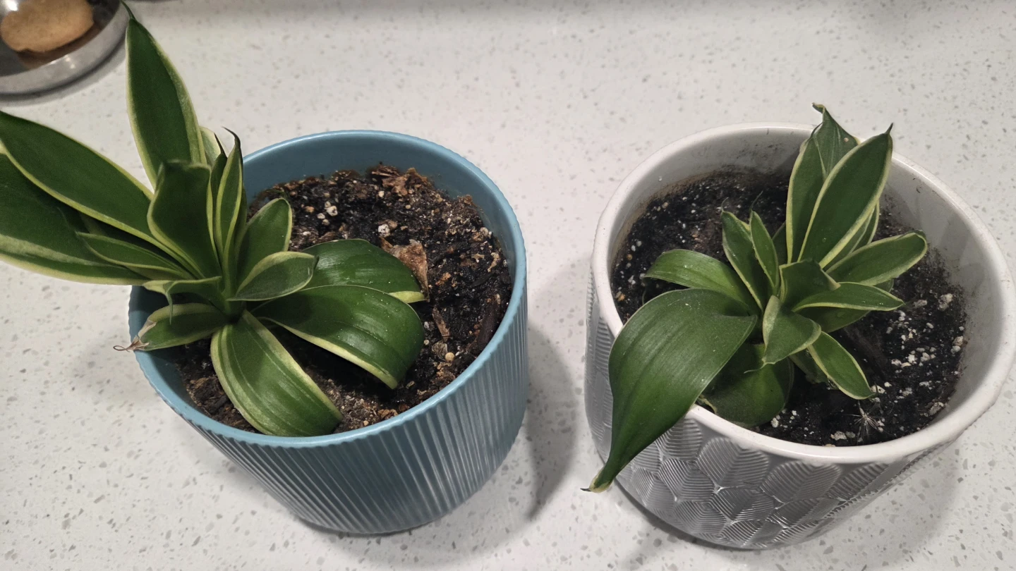Two Small Snake Plants in Decorative Pots