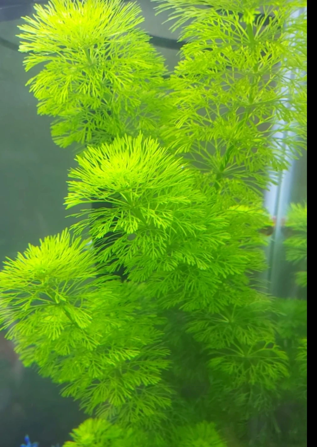 Healthy Aquarium Plants Carolina fanwort (+5 stems) - photo 2