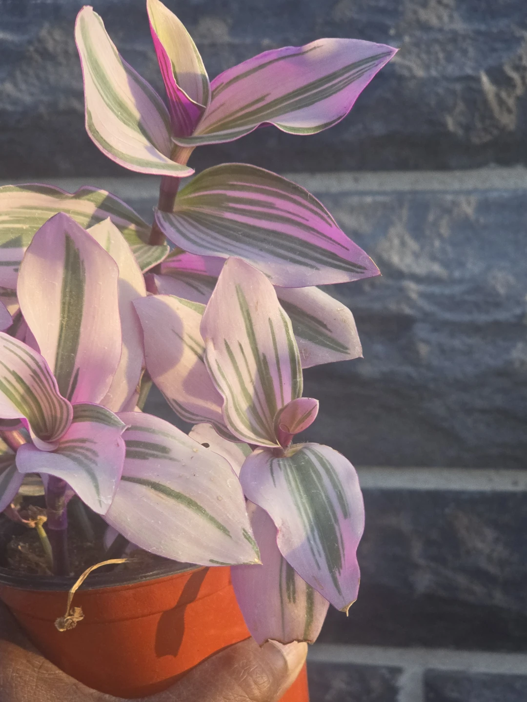 Tradescantia Nanouk Houseplant - photo 4