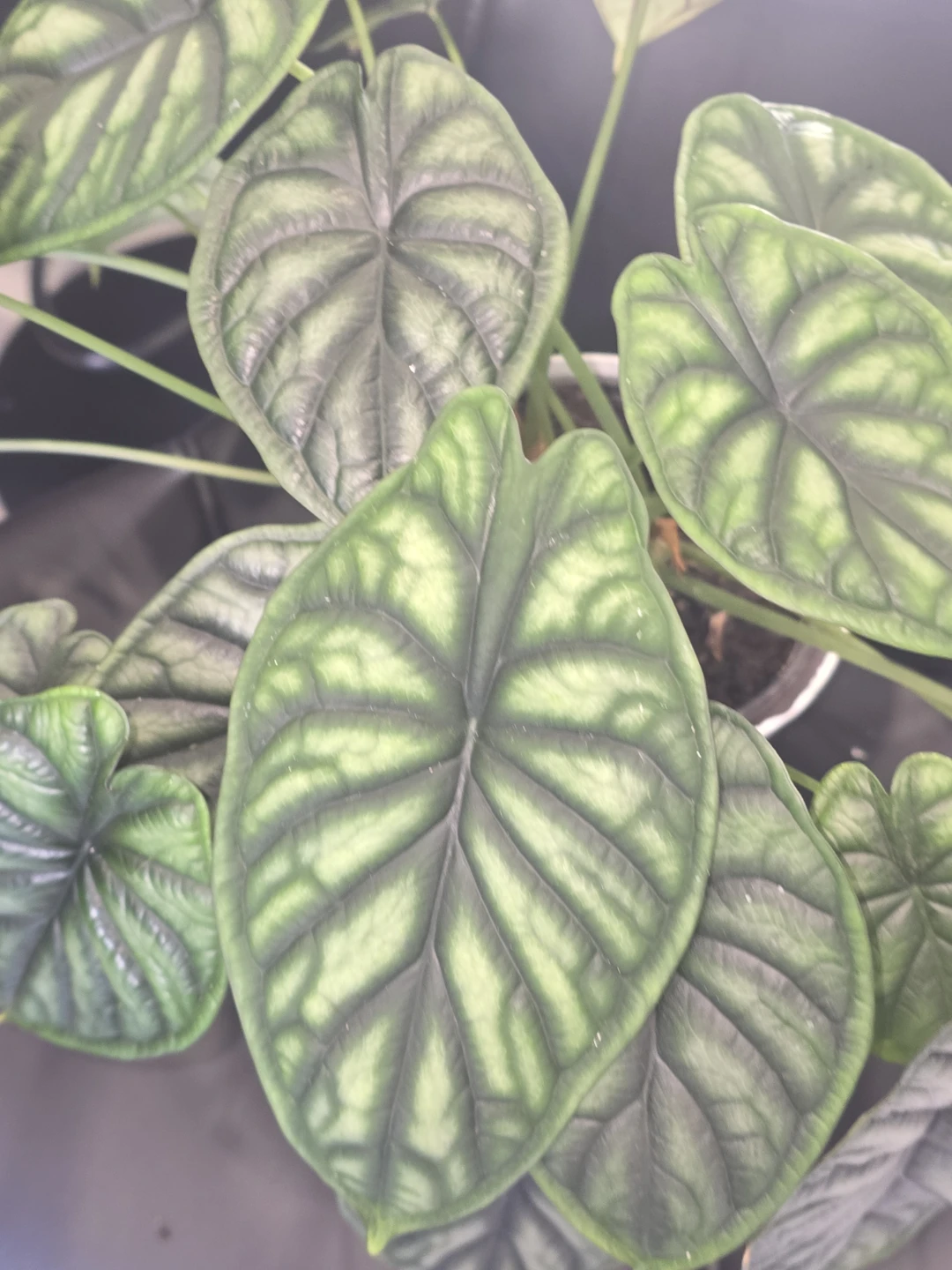 Alocasia dragon scale  multiple plant pot - photo 4