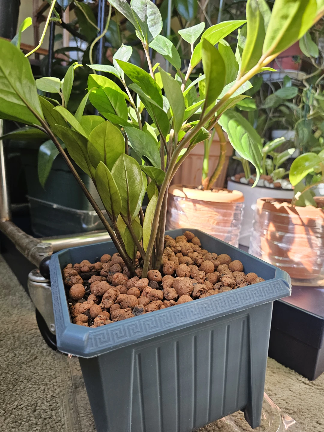 ZZ Plant in Square Pot - photo 3