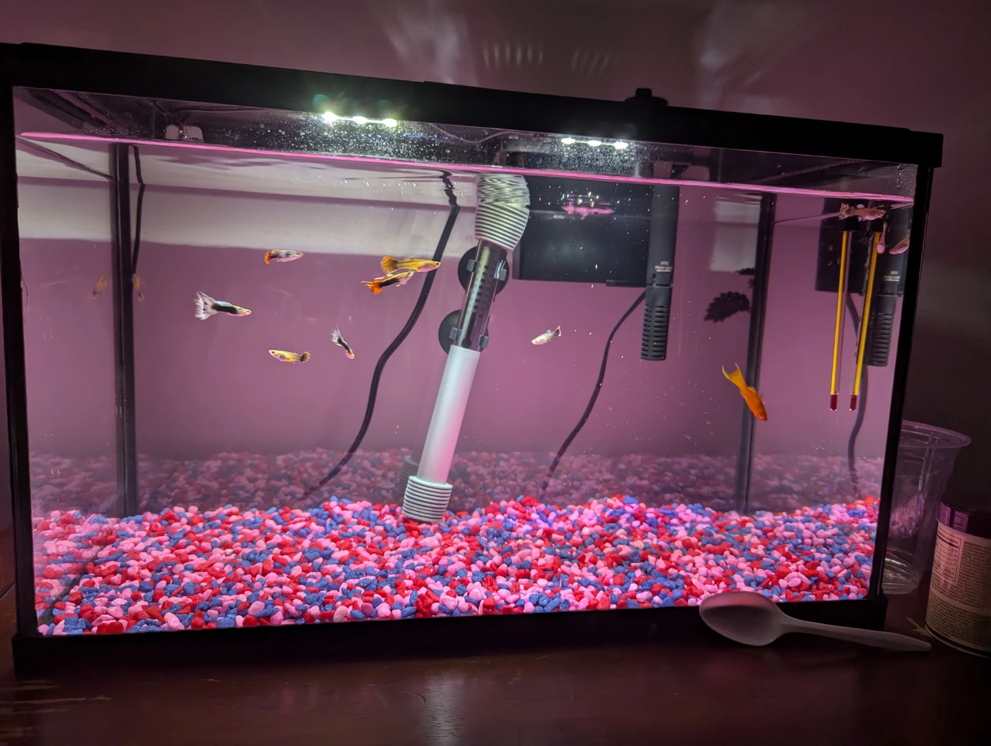10-Gallon Aquarium Complete Setup - photo 3