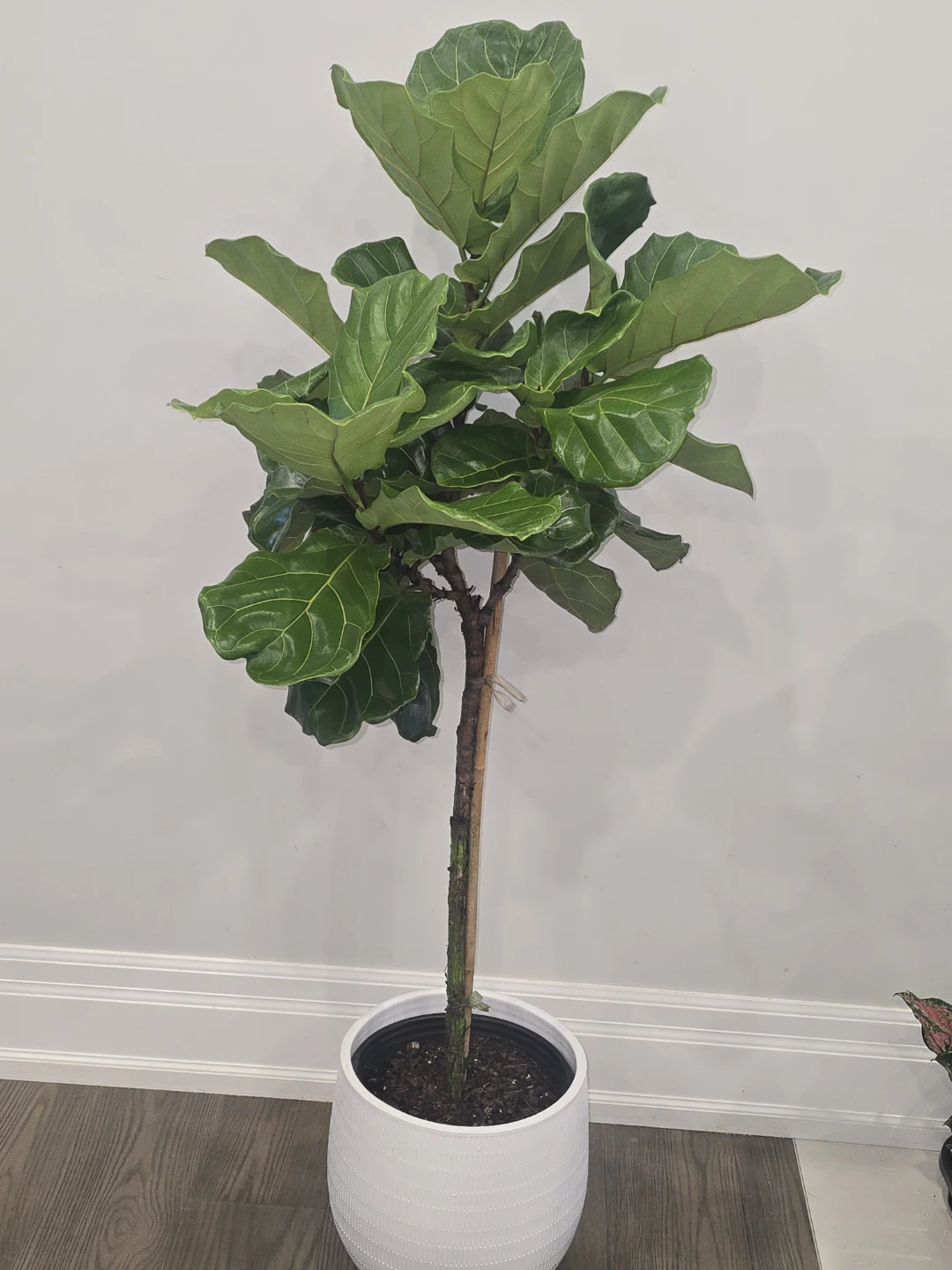 Fiddle Leaf Fig Tree  5 feey - photo 4
