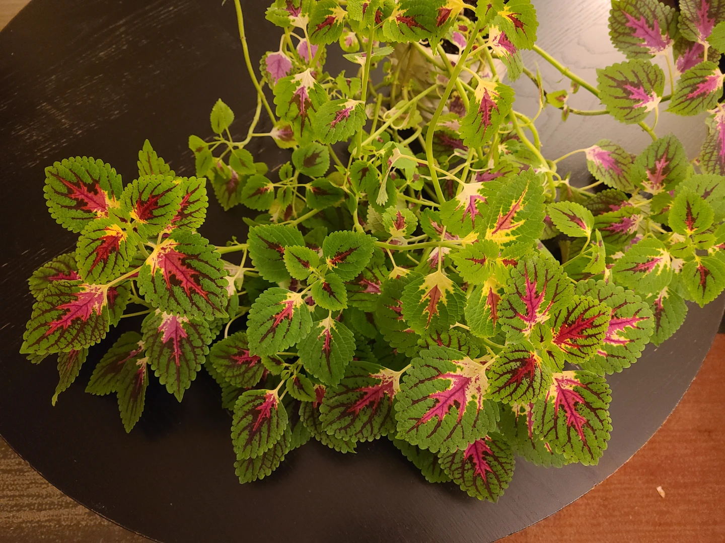 Large Coleus plant with decorative foliage - photo 3