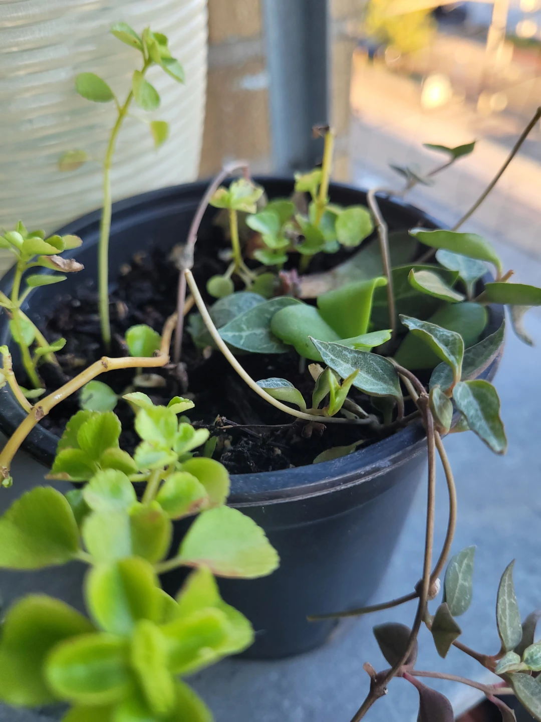 Set of two small potted plants - photo 4