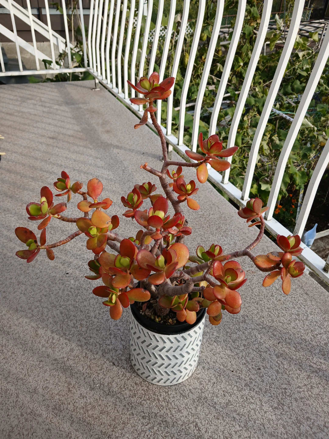 Charming Jade Bonsai in Textured Pot - photo 3
