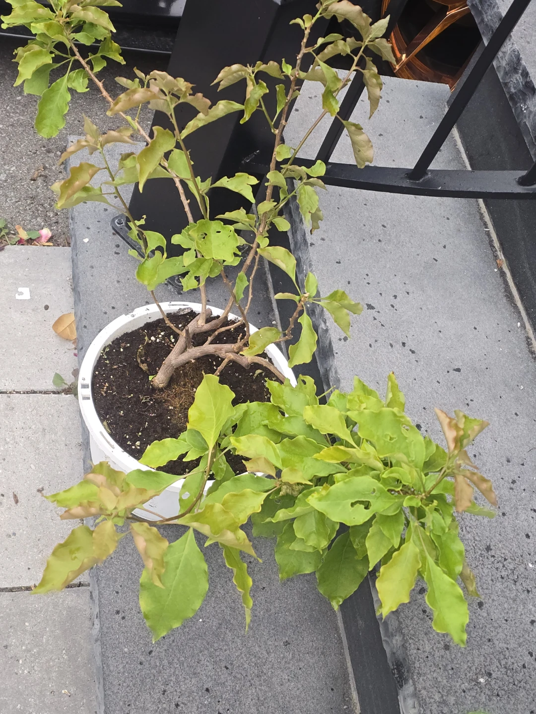 Potted Bougainvillea Plant orange flower - photo 3